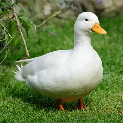 Waterfowl